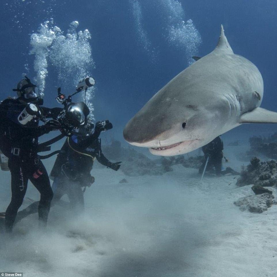 Cham soc ca map anh 4