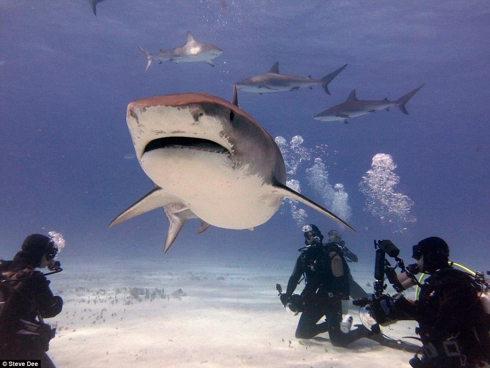 Cham soc ca map anh 5