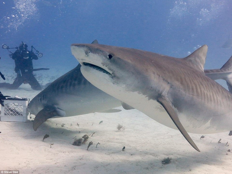 Cham soc ca map anh 6