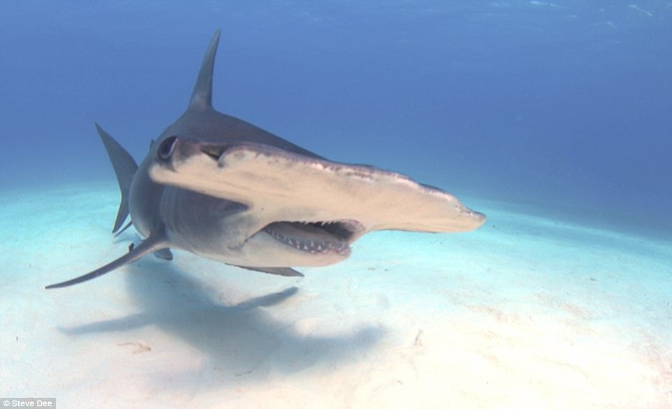 Cham soc ca map anh 7