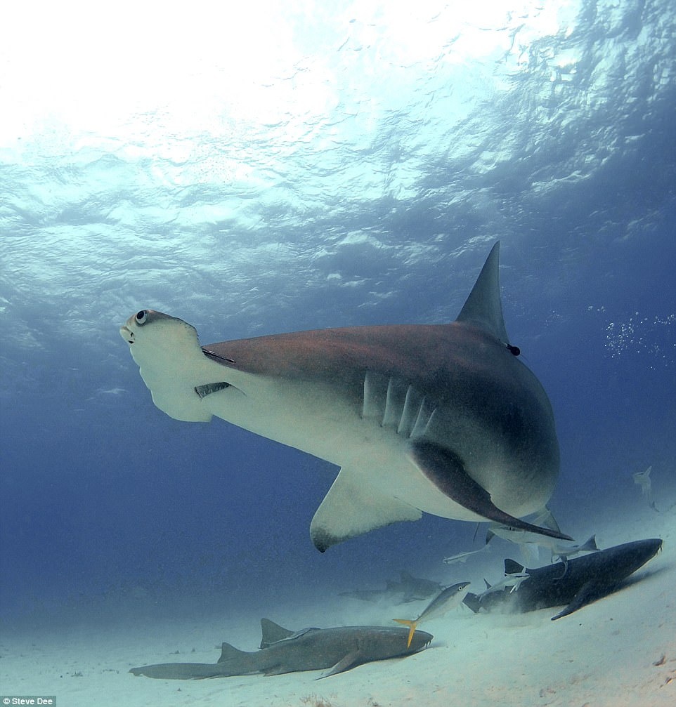 Cham soc ca map anh 8