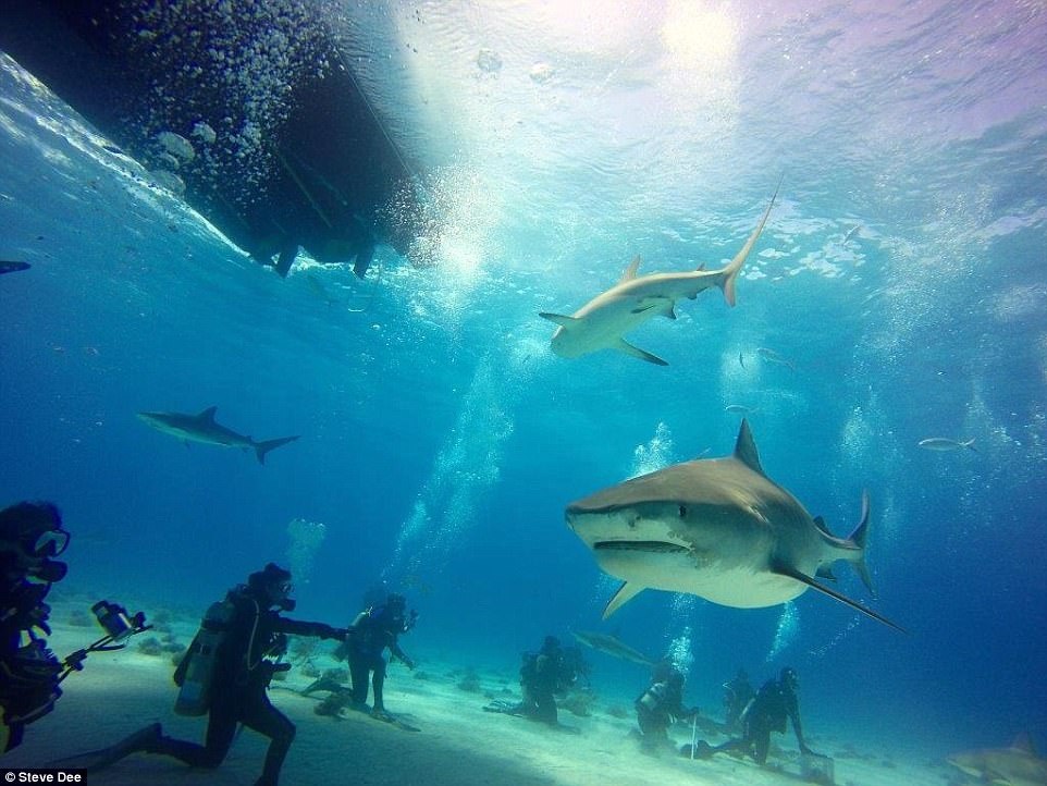 Cham soc ca map anh 9