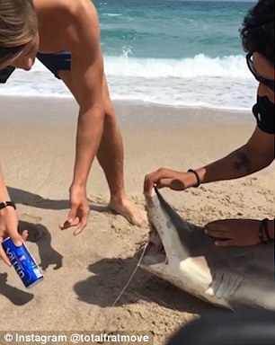 Du khách mở bia bằng cách đập lon vào răng cá mập ảnh 1 Du khach mo bia bang cach dap lon vao rang ca map anh 1