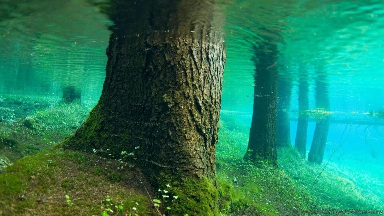 khu rung dep nhat the gioi anh 4