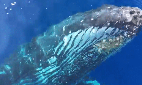 Ca voi boi sat mep tau, nghieng minh 'chao' du khach hinh anh