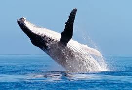 Ca voi chao du khach anh 1