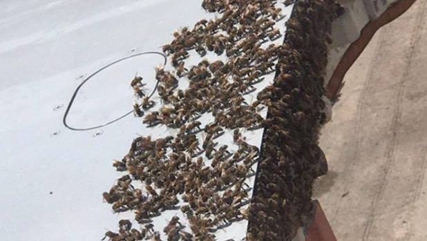 May bay hoan chuyen vi hang nghin con ong hinh anh