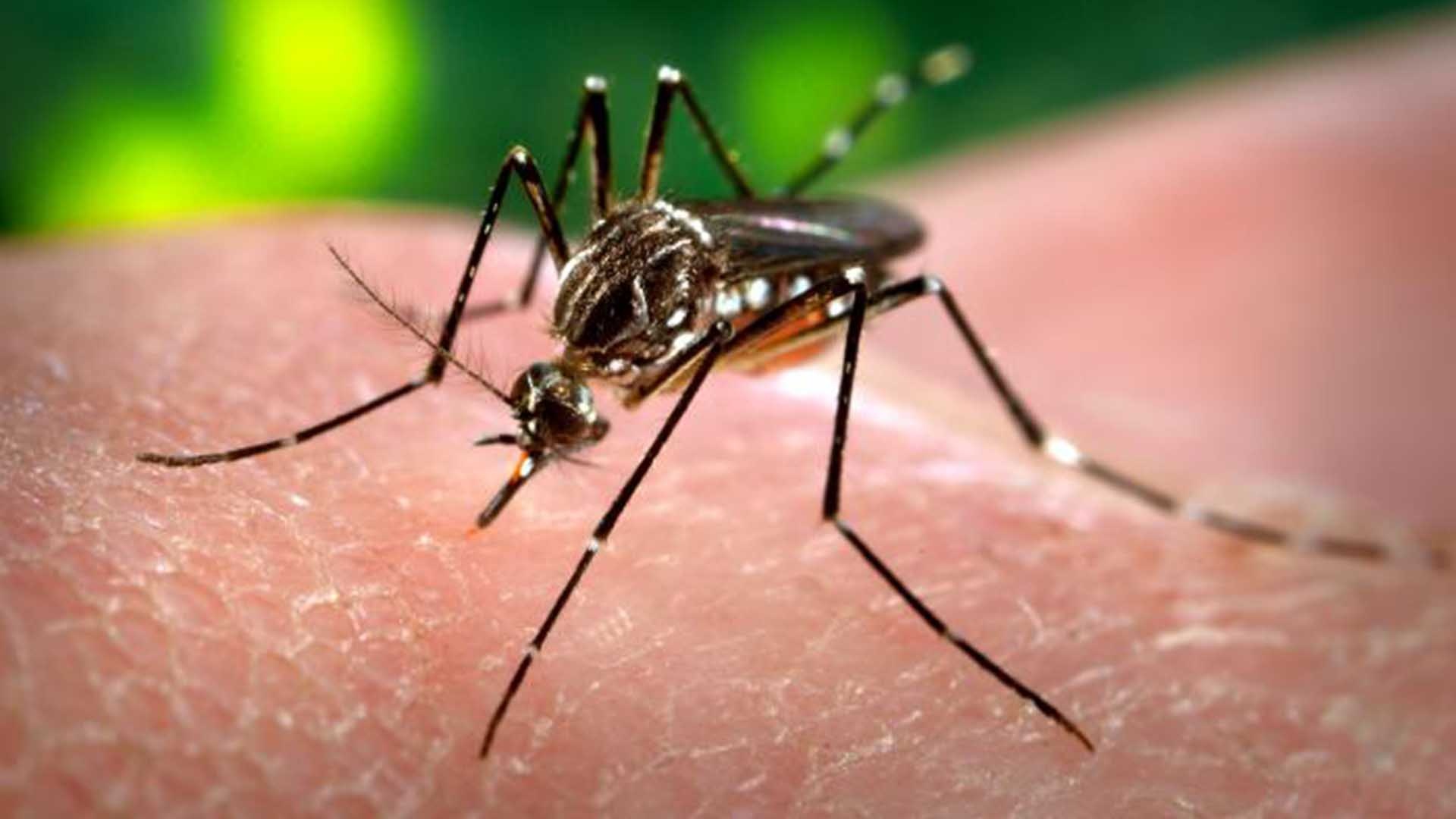Cach phong tranh virus Zika cho phu nu mang thai hinh anh