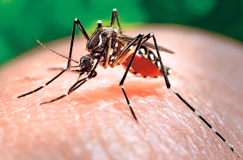 Nhung dieu can biet ve virus Zika hinh anh