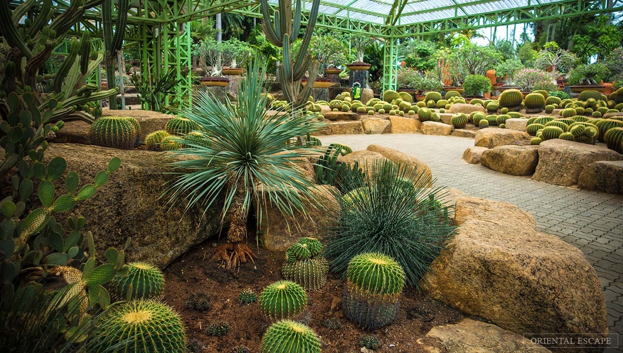 vườn thực vật Nong Nooch ảnh 8 vuon thuc vat Nong Nooch anh 8