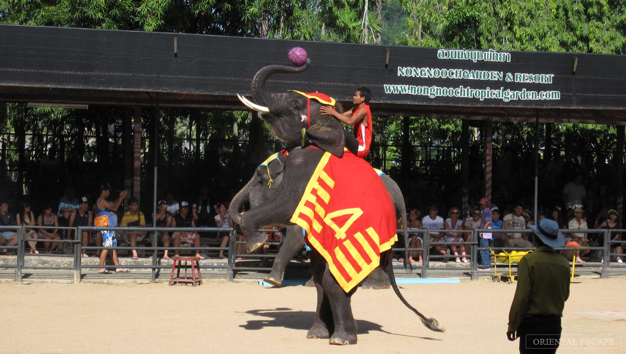 vườn thực vật Nong Nooch ảnh 10 vuon thuc vat Nong Nooch anh 10