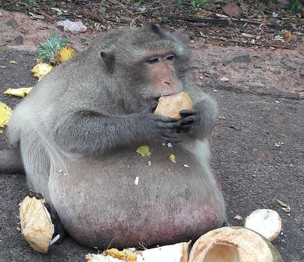 Khi beo phi vi du khach cho an qua nhieu hinh anh