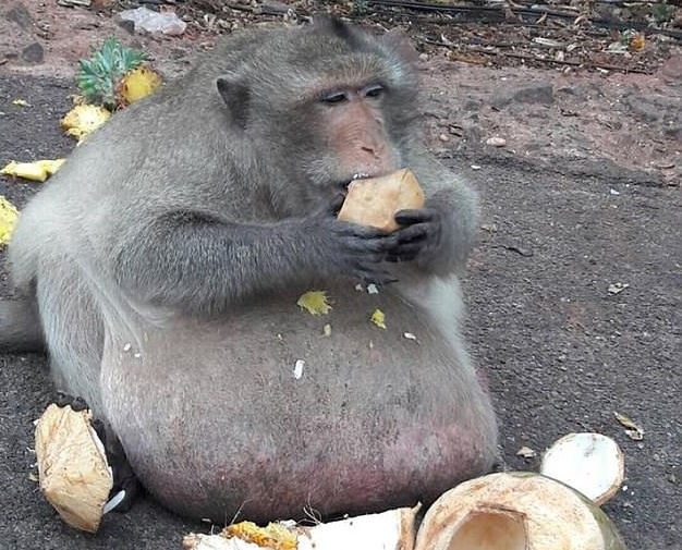 Khi beo phi o Thai Lan hinh anh