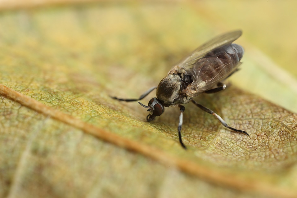 Co giat, viem nao, mat tri nho vi bi ruoi can hinh anh