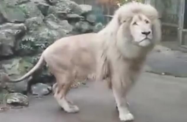 Chua son lam giat minh khi bong bong xa phong vo hinh anh