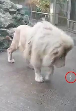 sư tử sợ bong bóng ảnh 1 su tu so bong bong anh 1