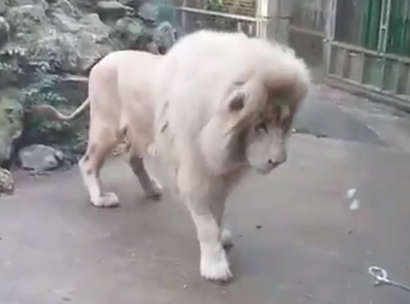 Video chua son lam giat minh vi bong bong xa phong hinh anh