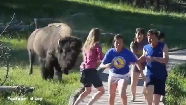 Video bo rung bison tan cong du khach trong cong vien Yellowstone hinh anh