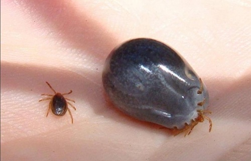 Video be gai khong the dung vung vi bi ve cho can tren dau hinh anh