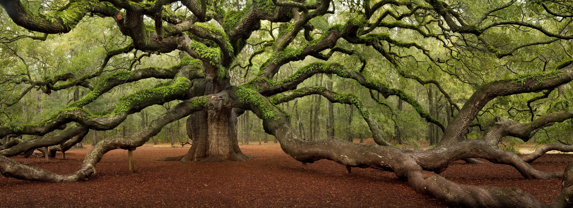 nhung cay dep nhat the gioi anh 7