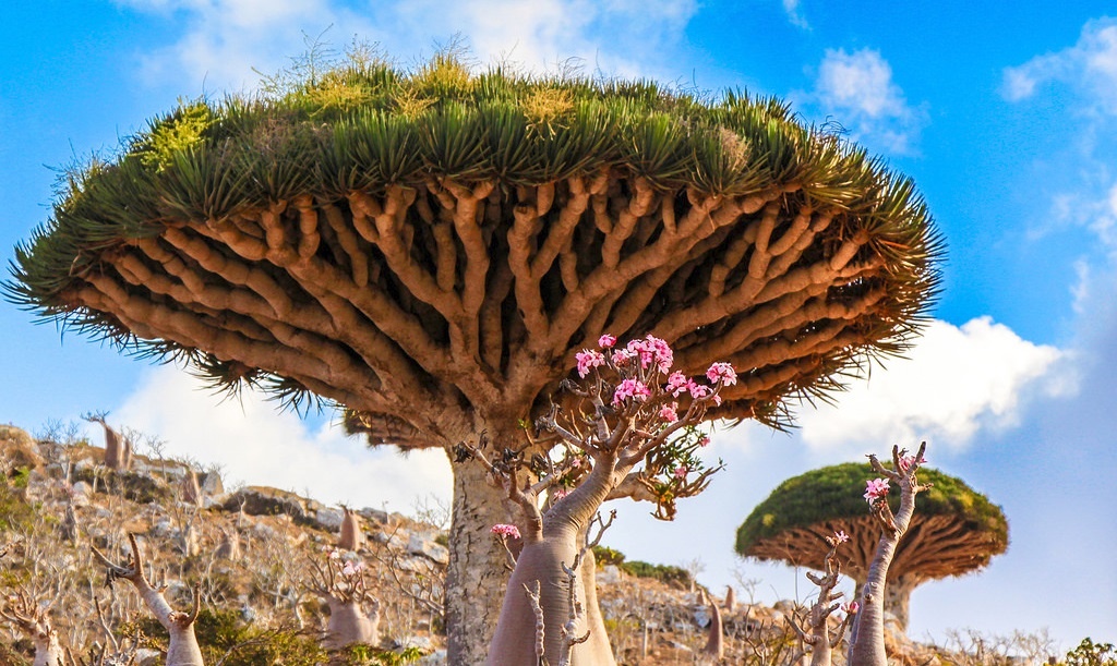 10 loai cay co thu dep nhat the gioi hinh anh