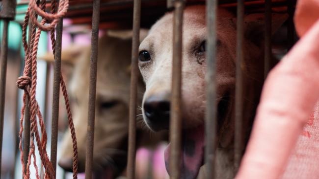 Du khach bi lua an thit cho o Bali hinh anh