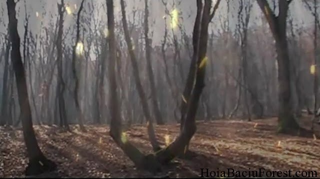 khu rừng Bermuda ảnh 1 khu rung Bermuda anh 1