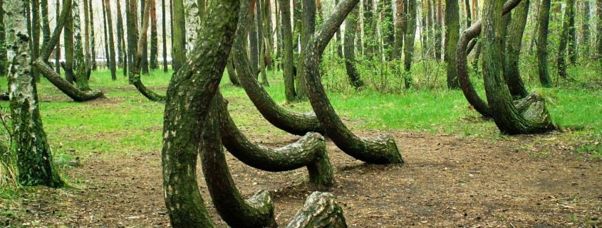 Bi an trong khu rung duoc menh danh la Bermuda tren can hinh anh