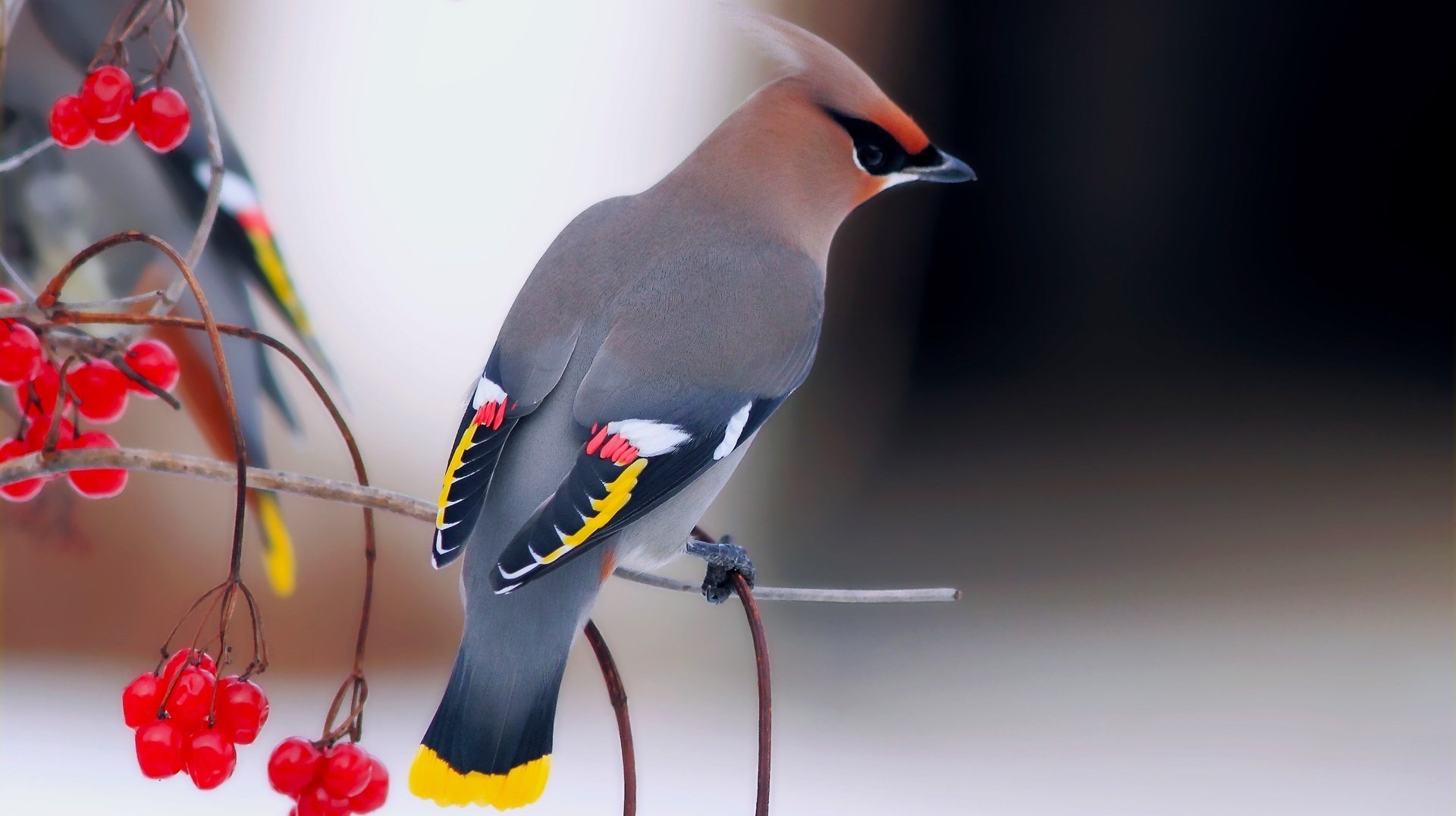 chim dep nhat the gioi anh 7