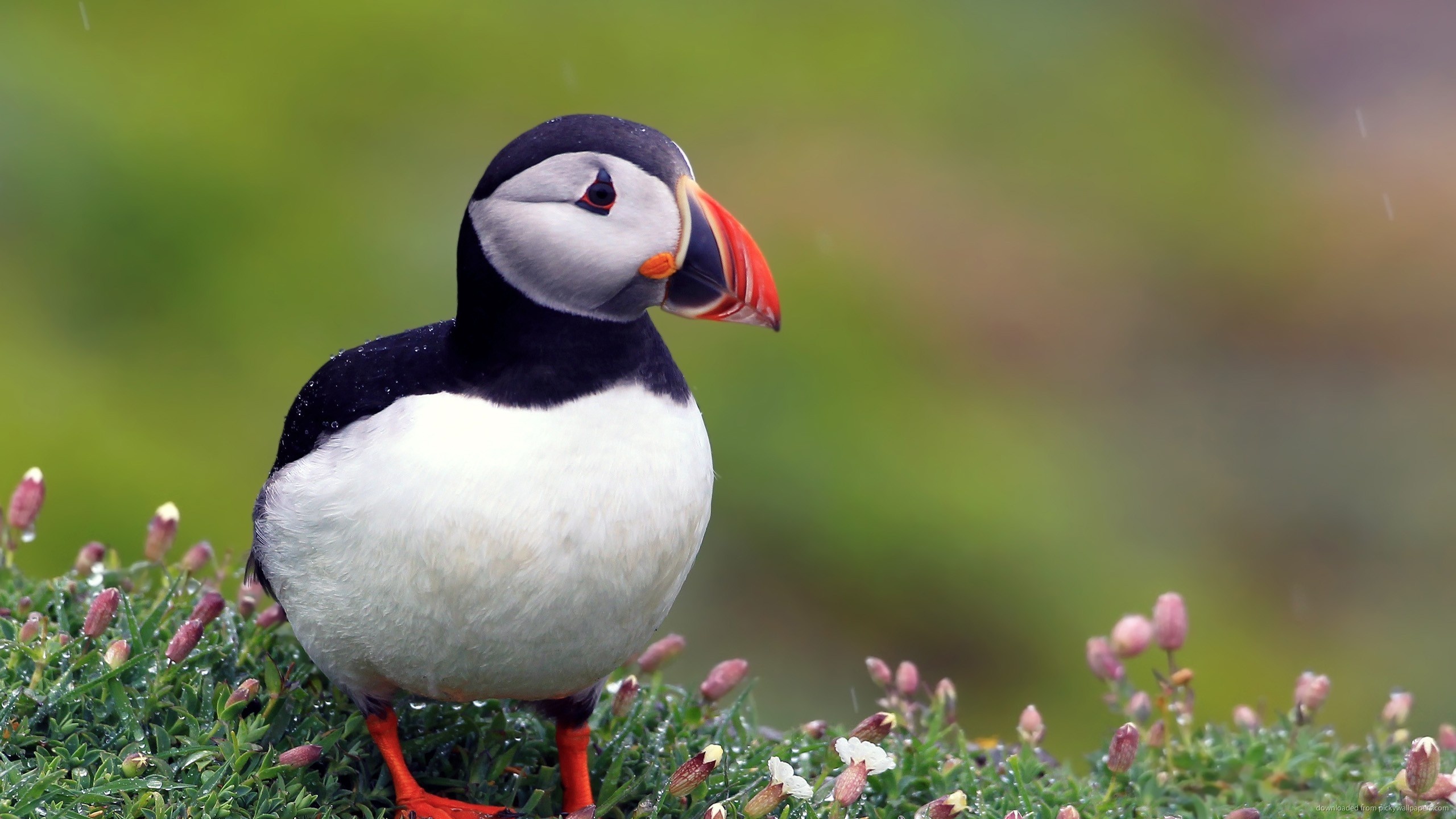 chim dep nhat the gioi anh 6