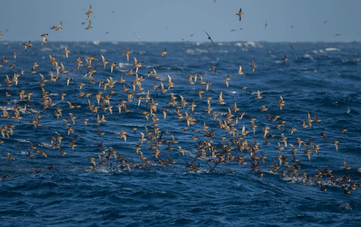 động vật di cư ảnh 9 dong vat di cu anh 9