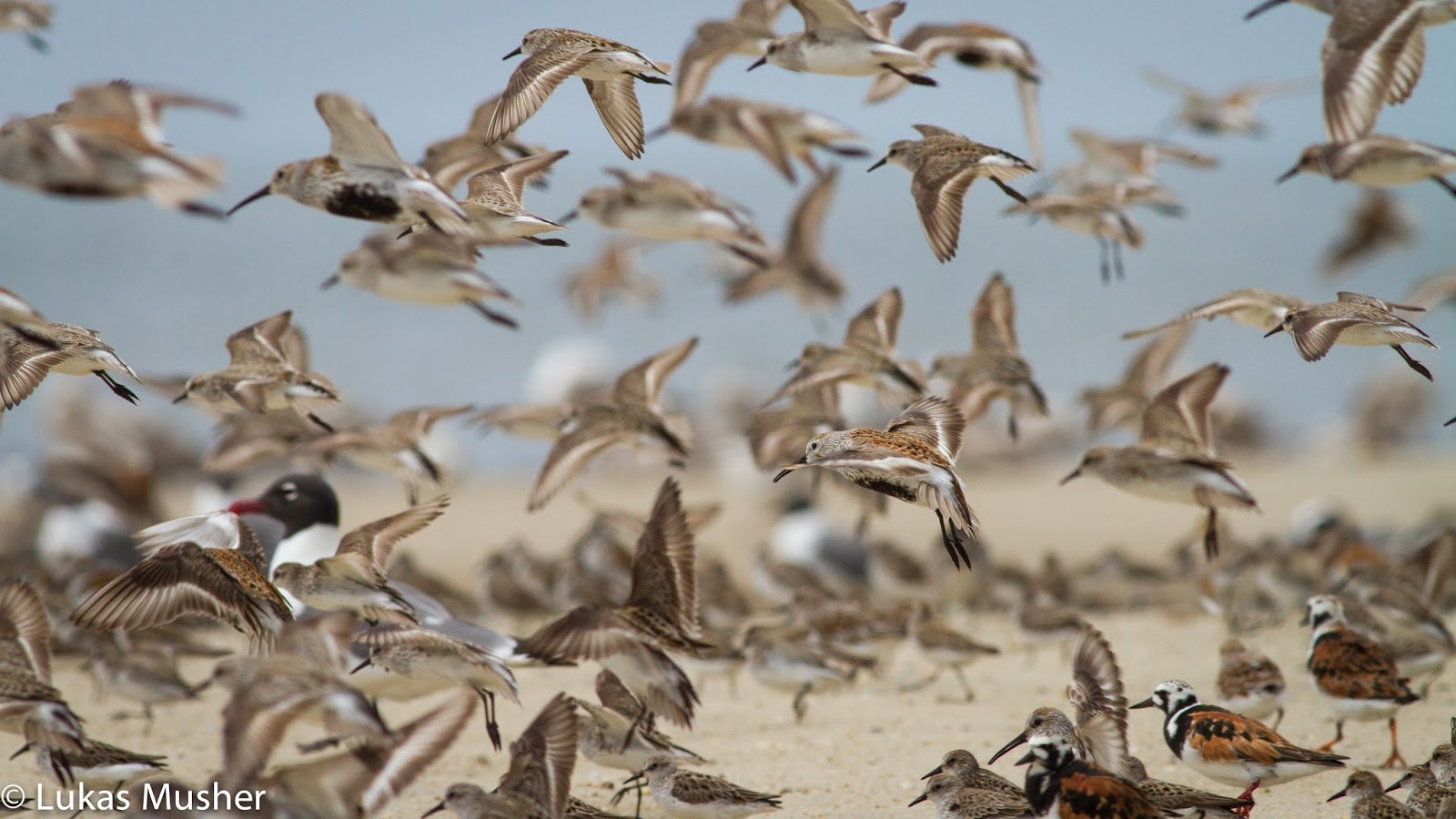 động vật di cư ảnh 4 dong vat di cu anh 4