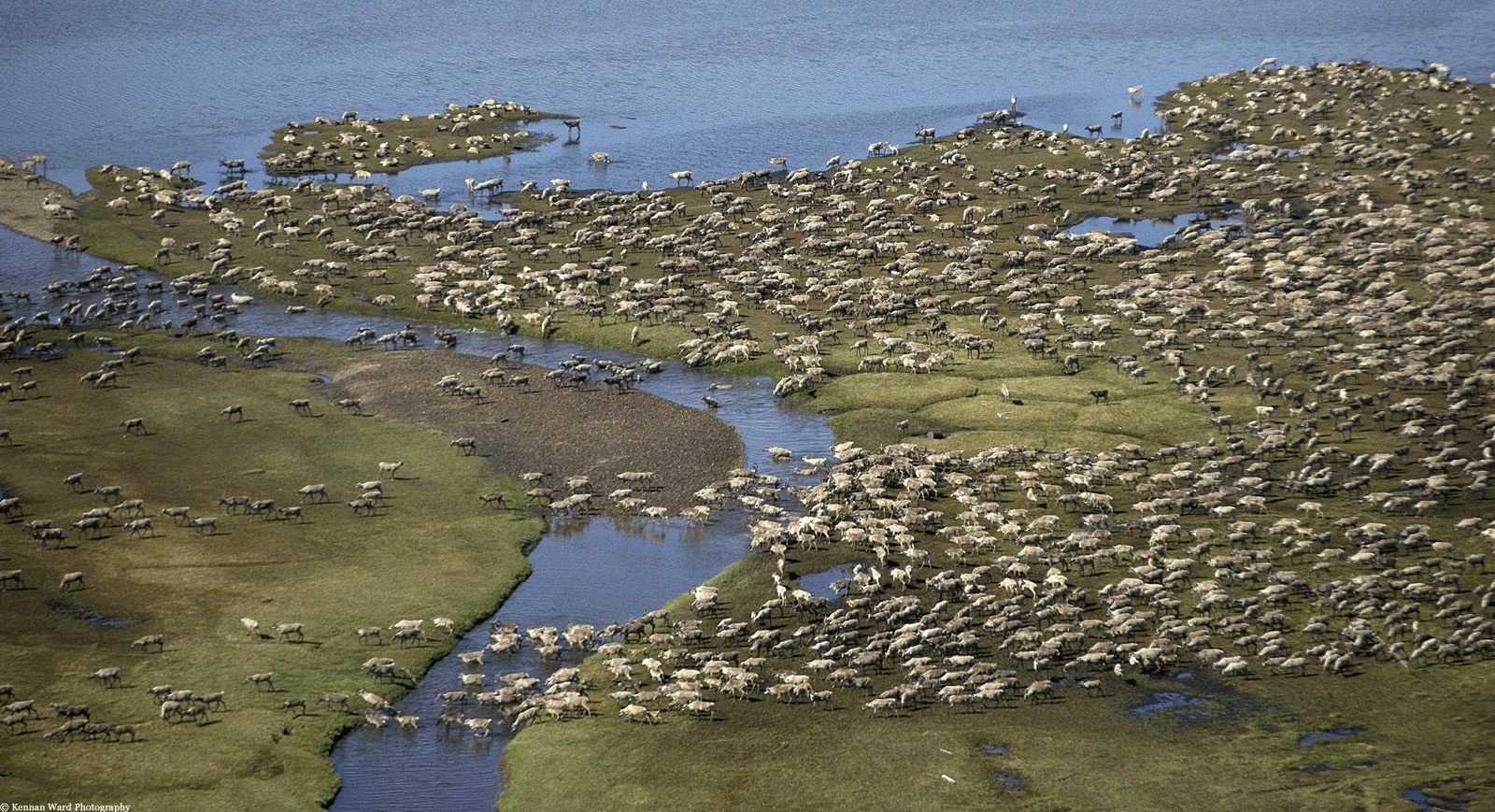 động vật di cư ảnh 3 dong vat di cu anh 3