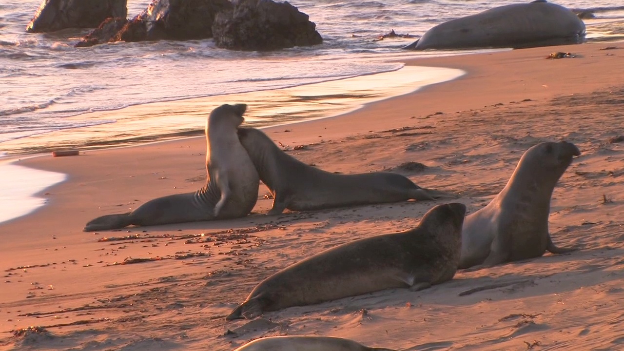 động vật di cư ảnh 7 dong vat di cu anh 7