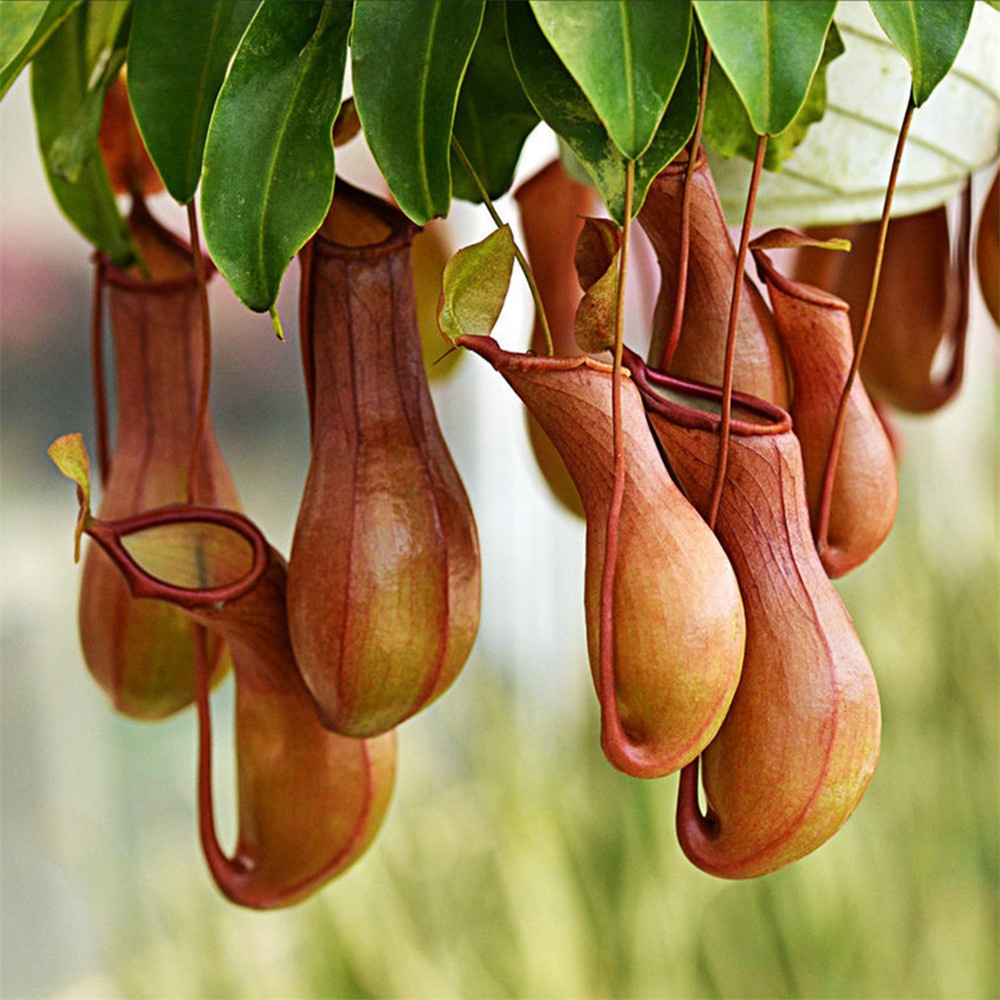 nhung loai cay ky la nhat trai dat anh 10