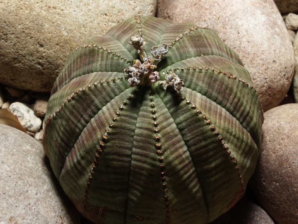 nhung loai cay ky la nhat trai dat anh 2