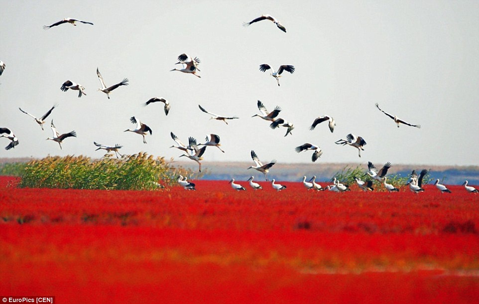 bien Do o Trung Quoc anh 8