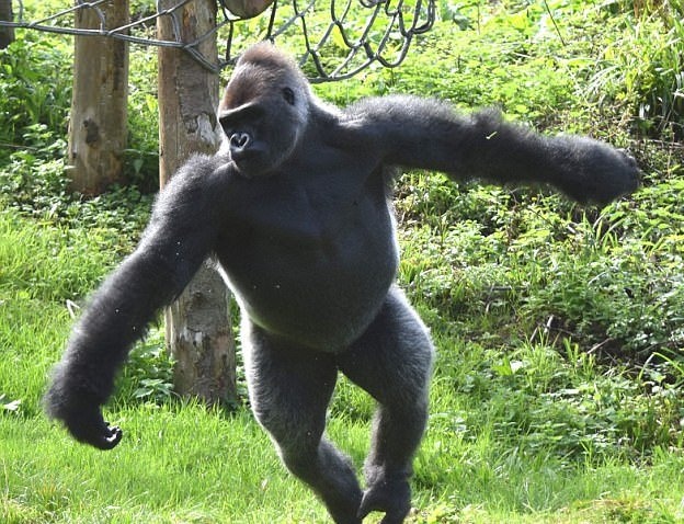 Khi dot song chuong pha hong duong nuoc va he thong dien hinh anh