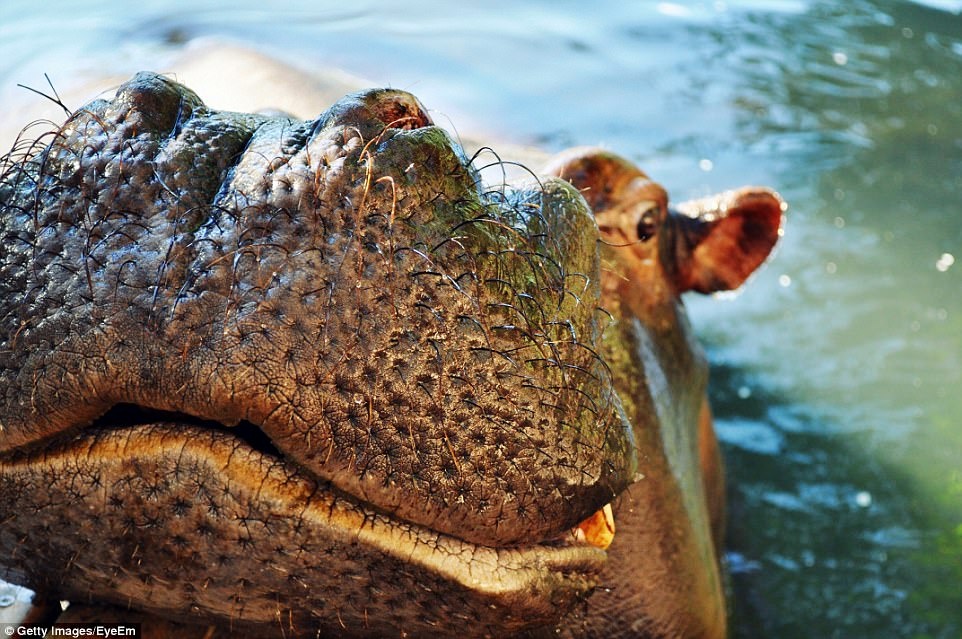 anh can canh dong vat anh 7