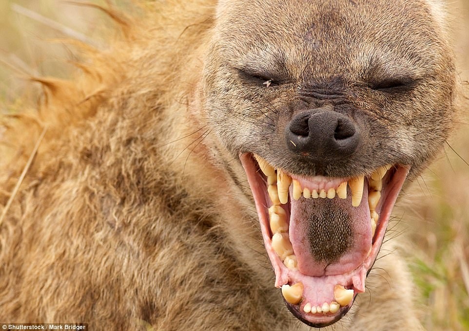 anh can canh dong vat anh 10