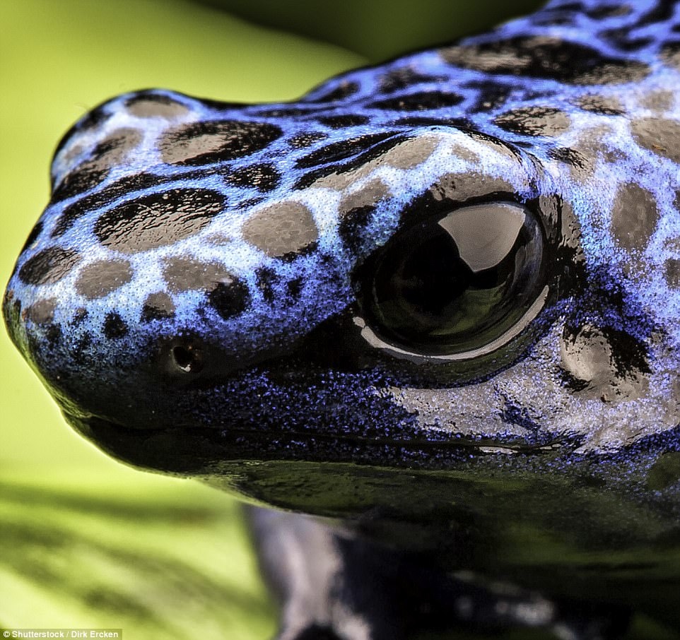 anh can canh dong vat anh 11