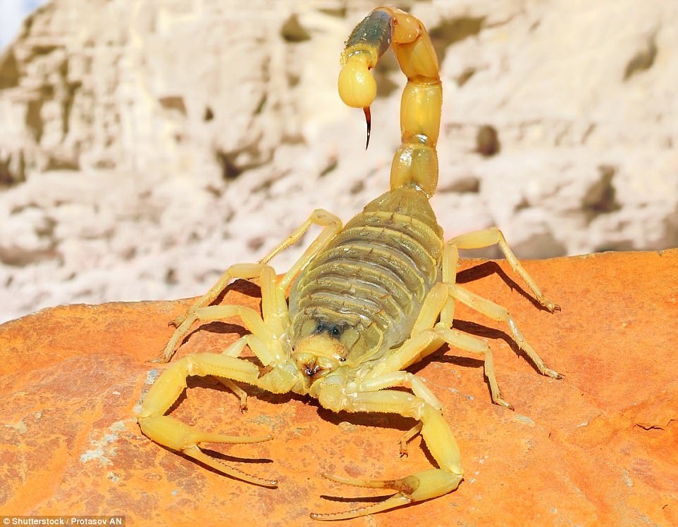 anh can canh dong vat anh 12