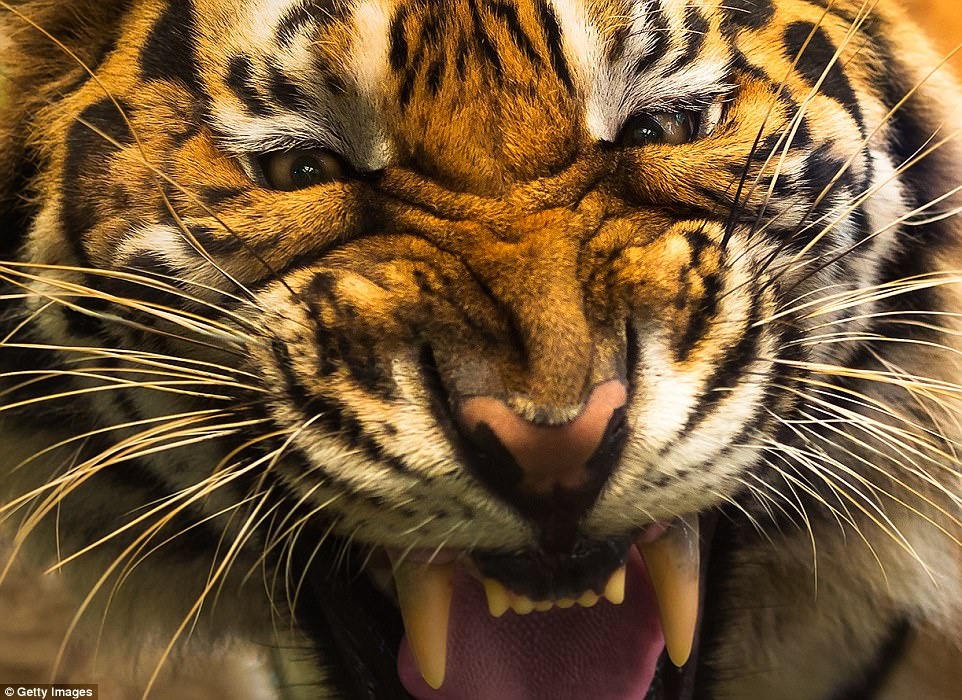 anh can canh dong vat anh 4