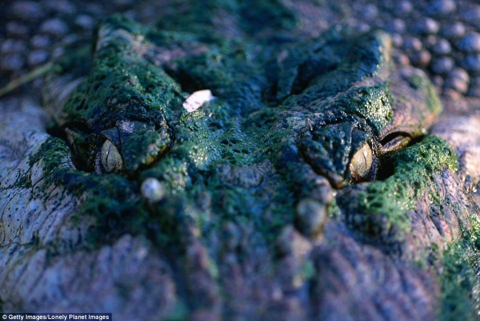 anh can canh dong vat anh 13