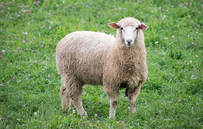 du khach an trom cuu anh 1