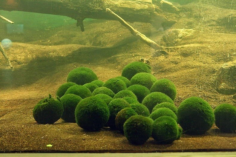 Bong reu Marimo o Nhat Ban anh 5