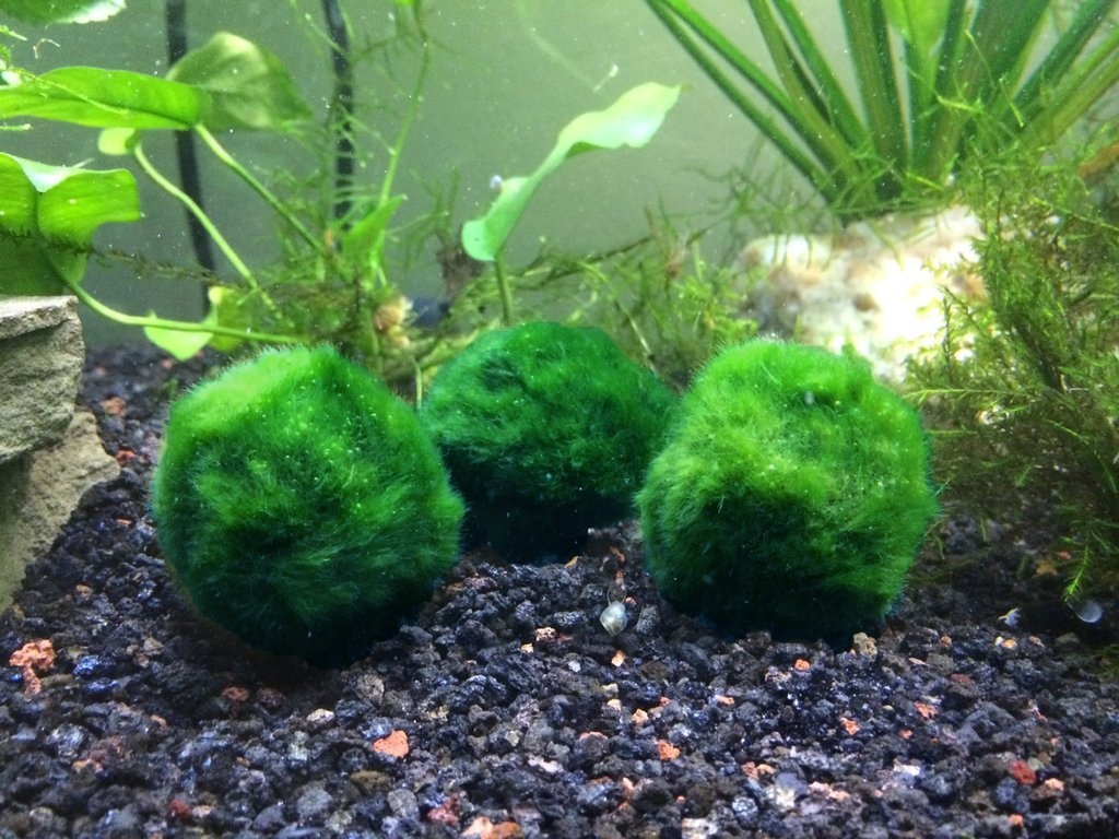 Bong reu Marimo o Nhat Ban anh 7