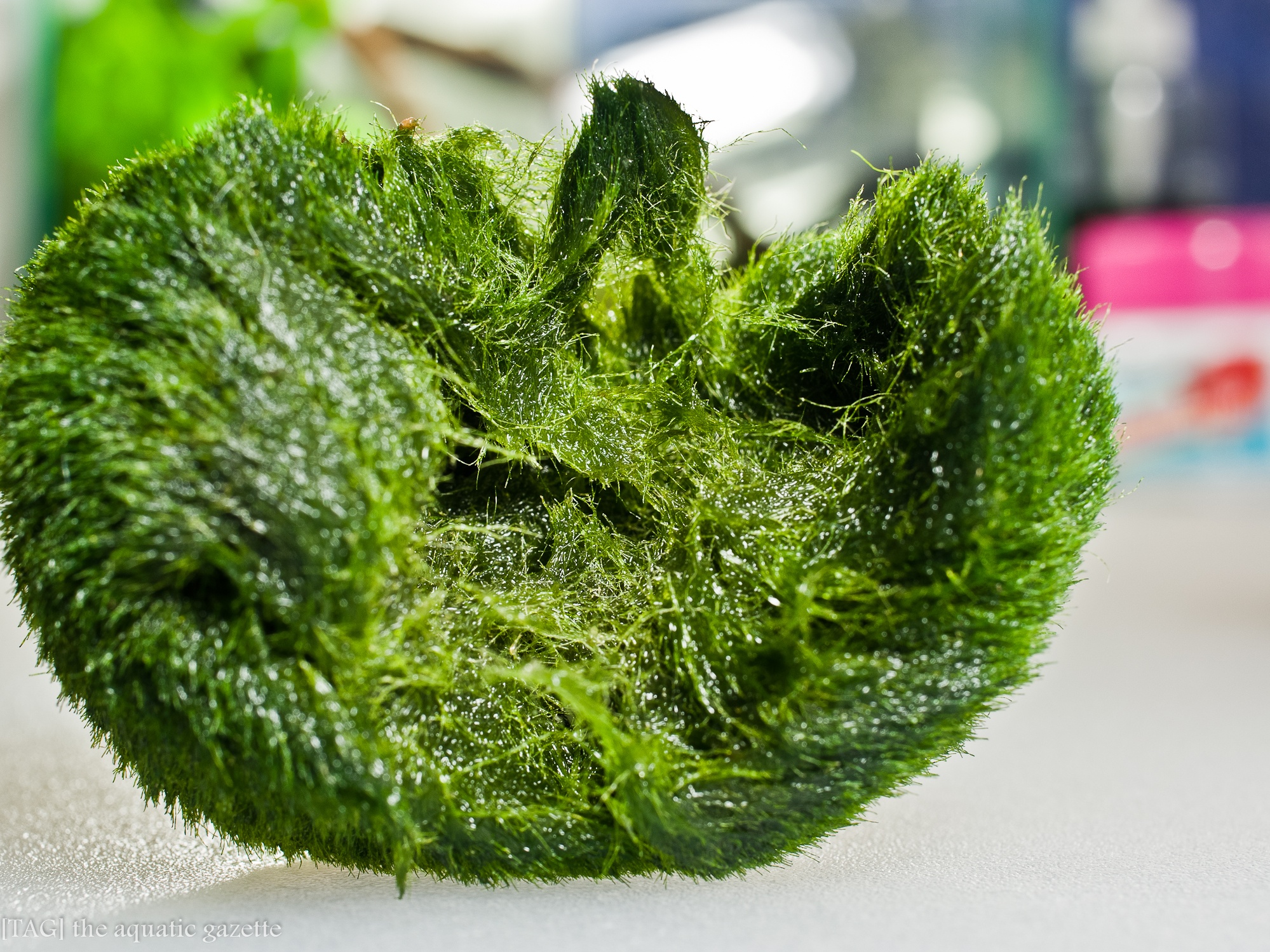 Bong reu Marimo o Nhat Ban anh 4