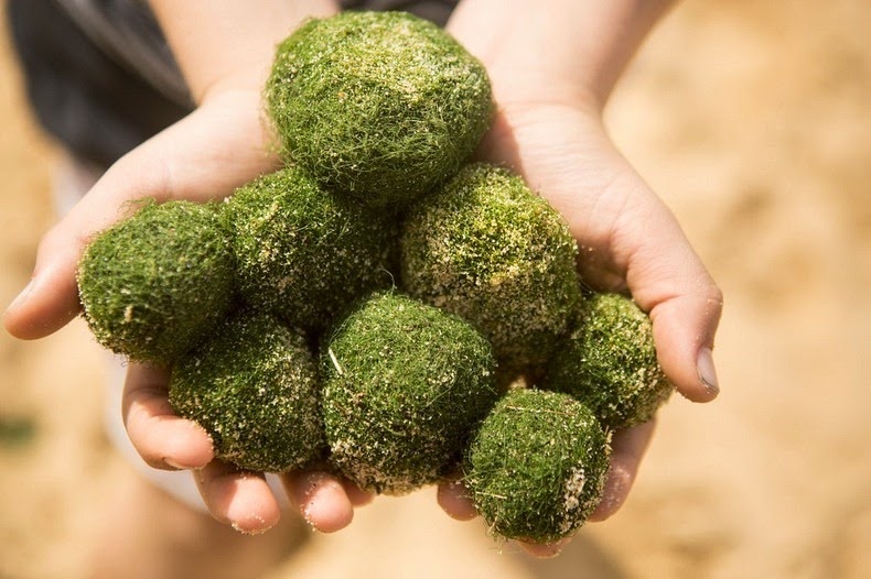 Bong reu Marimo o Nhat Ban anh 10