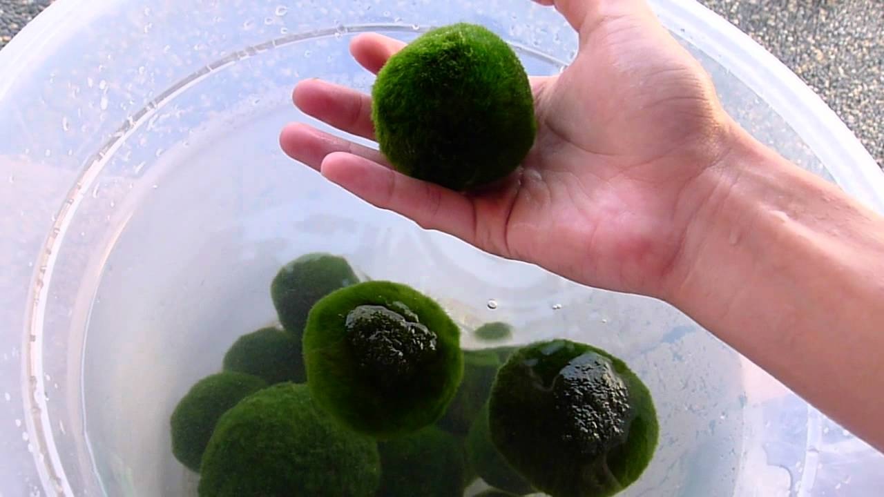 Bong reu Marimo o Nhat Ban anh 6